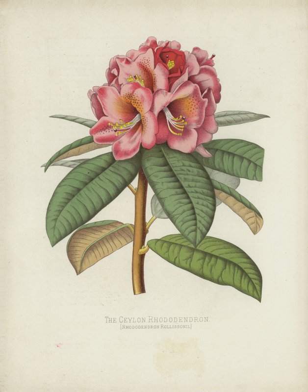 The Ceylon Rhododendron by English School