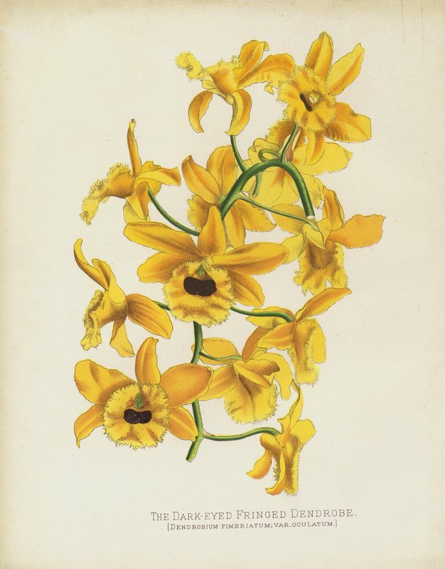 The Dark-Eyed Fringed Dendrobe by English School