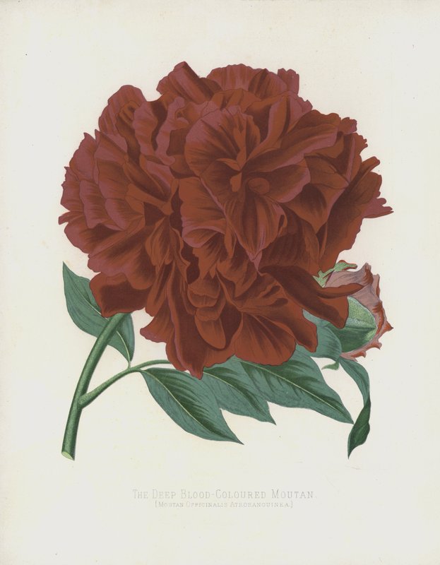 The Deep Blood-Colored Moutan, Moutan Officinalis var. Atrosanguinea by English School