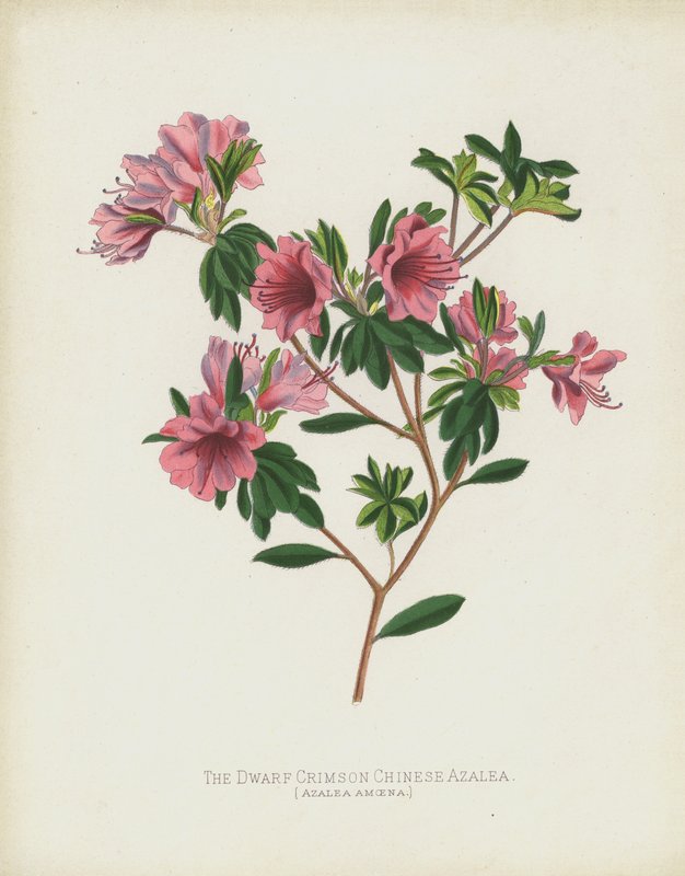 The Dwarf Crimson Chinese Azalea by English School