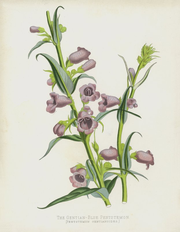 The Gentian-Blue Pentstemon by English School
