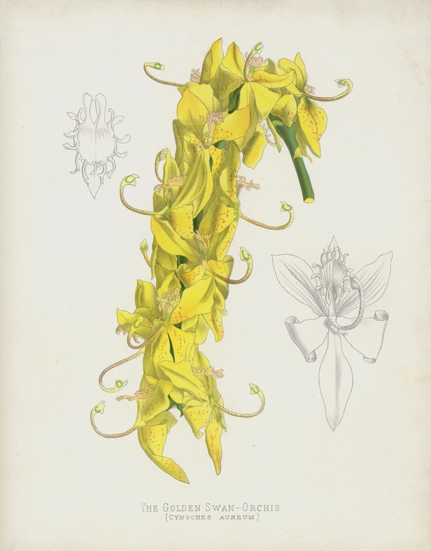 The Golden Swan-Orchis by English School