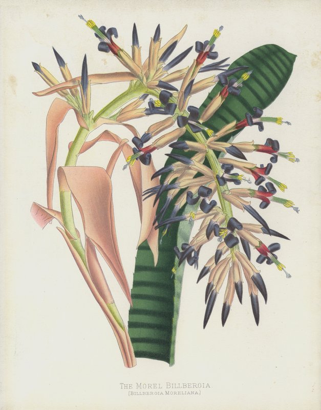 The Morel Billbergia by English School