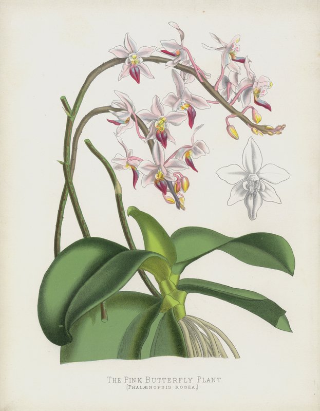 The Pink Butterfly Plant by English School