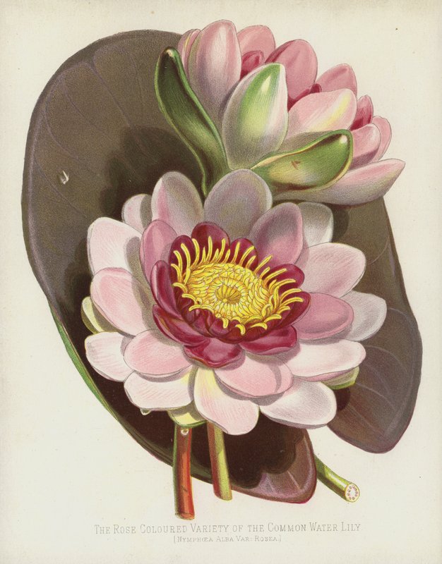 The Rose-Colored Variety of the Common Water Lily, Nymphaea Alba var. Rosea by English School