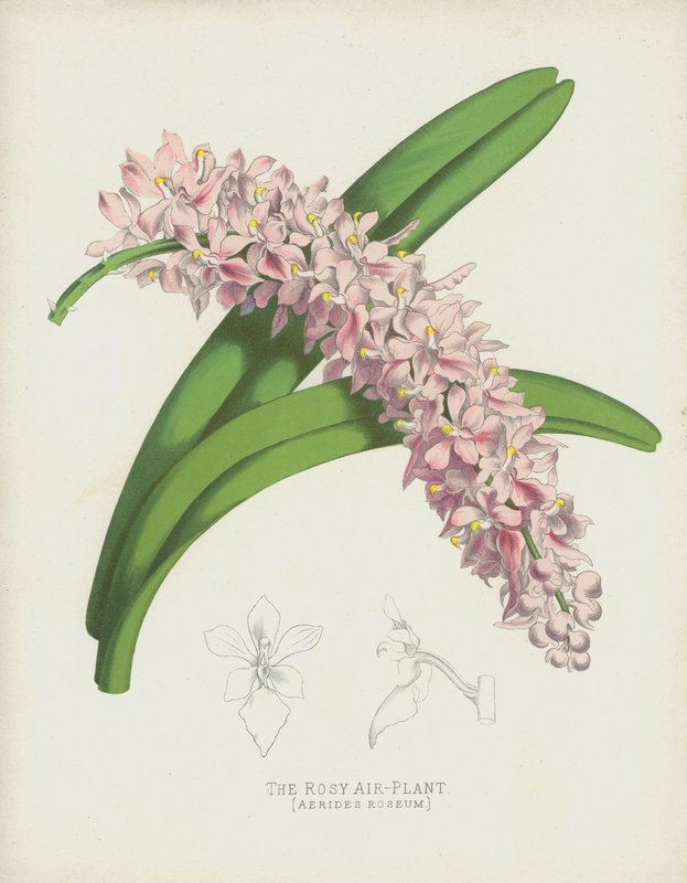 The Rosy Air-Plant by English School