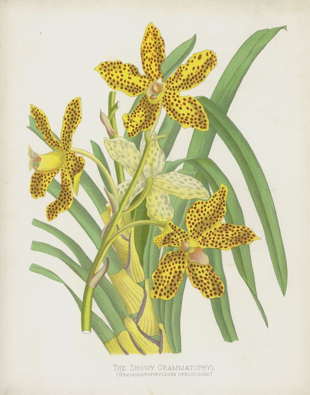 The Showy Grammatophyl by English School