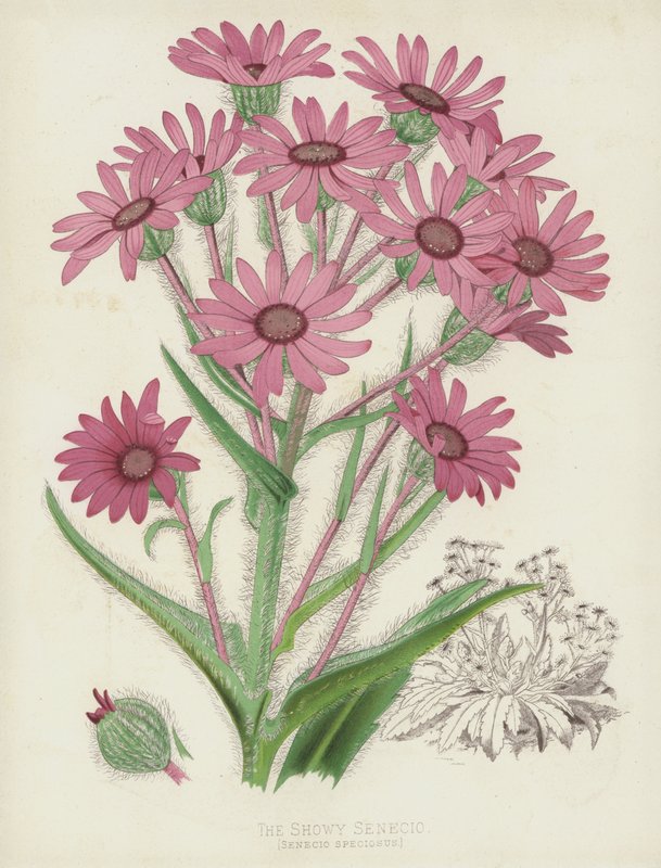 The Showy Senecio by English School