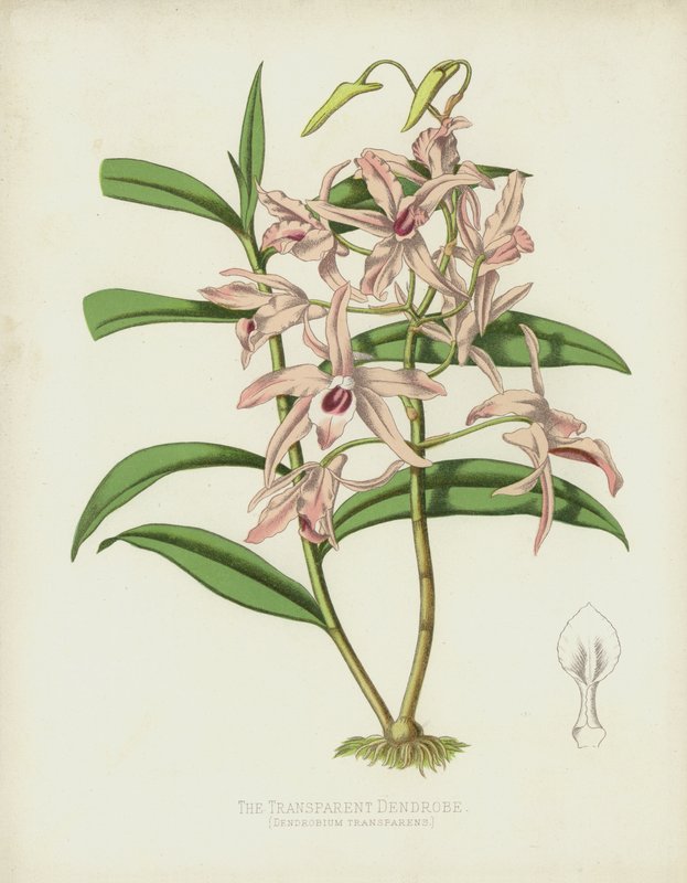 The Transparent Dendrobe by English School