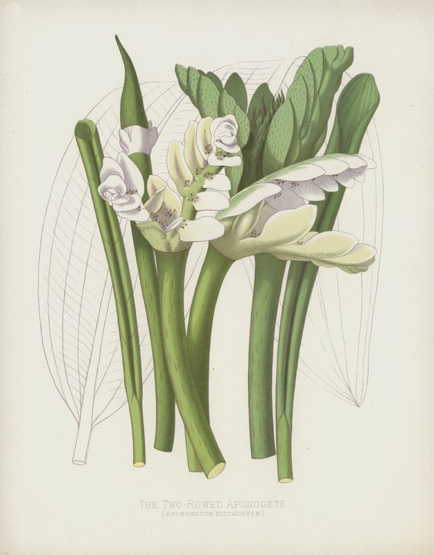 The Two-Rowed Aponogete by English School