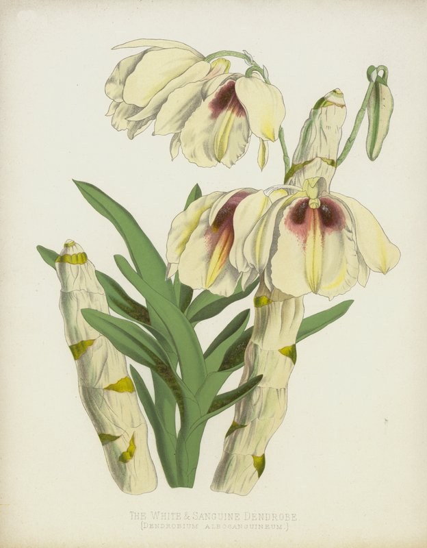The White and Sanguine Dendrobe by English School