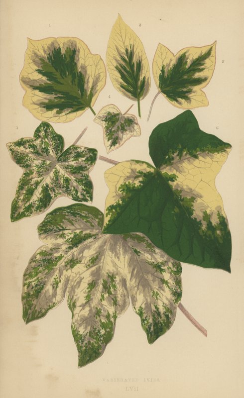 Variegated Ivies by English School