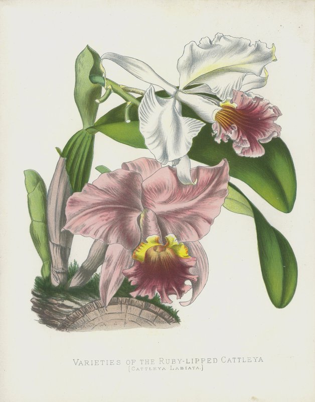 Varieties of the Ruby-Lipped Cattleya, Cattleya Labiata by English School