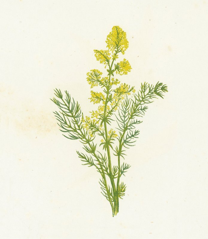 Yellow Bed-Straw by English School