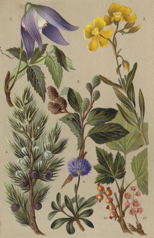 Alpine flora by European School