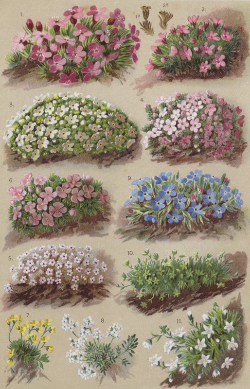 Alpine flora by European School