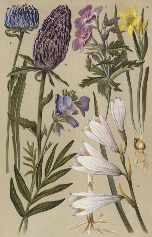 Alpine flora by European School