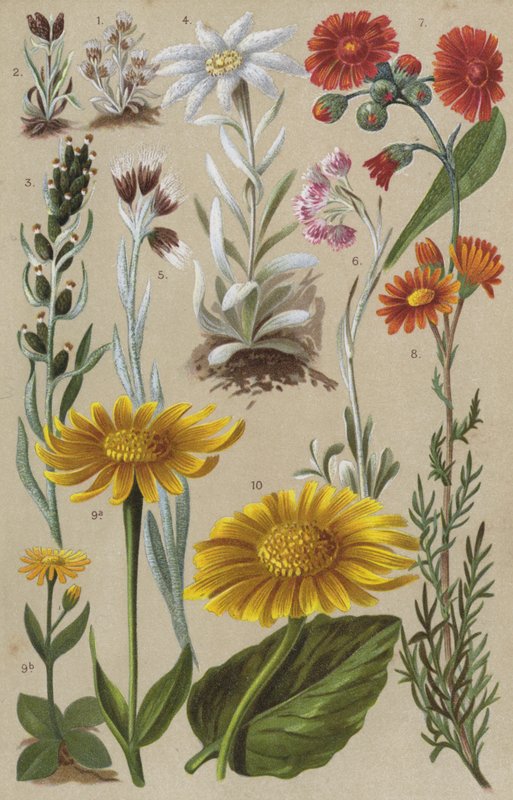 Alpine flora by European School
