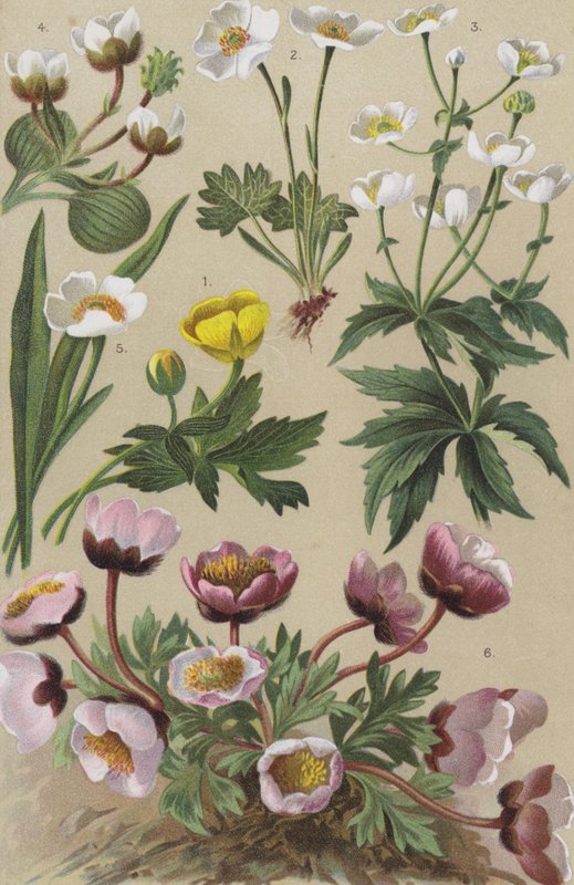 Alpine flora by European School