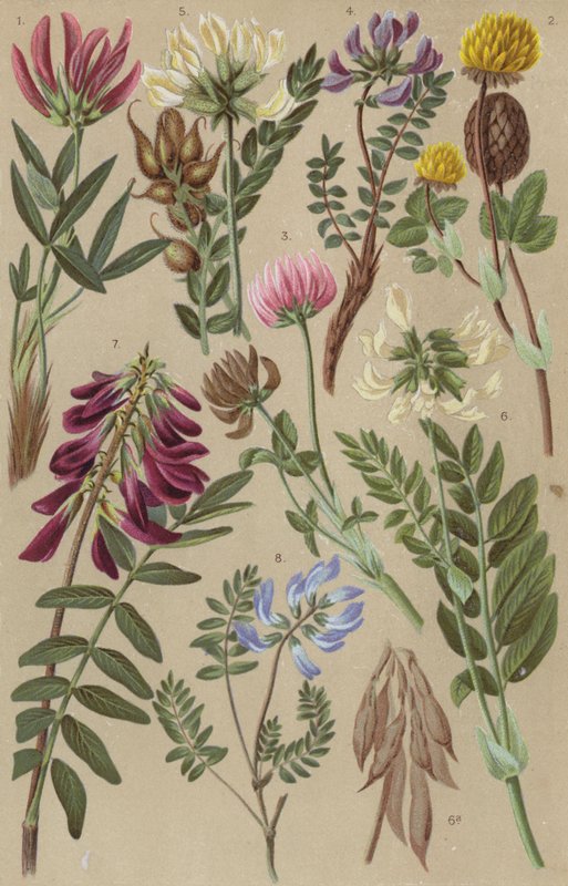 Alpine flora by European School