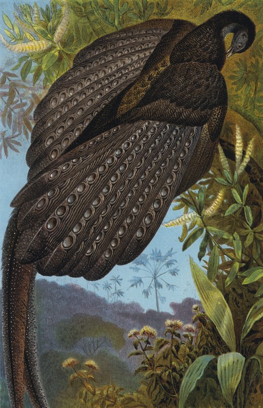 Argus Pheasant by European School