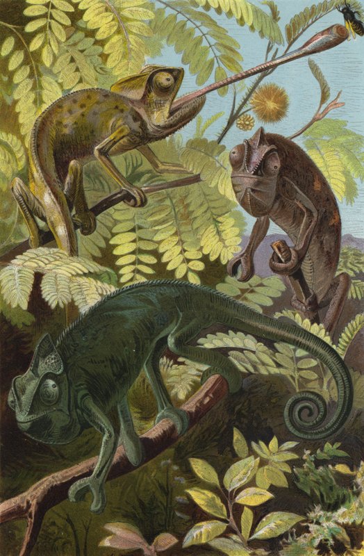Chameleon by European School