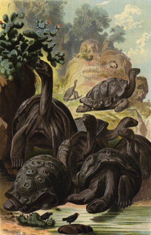 Giant Tortoise by European School