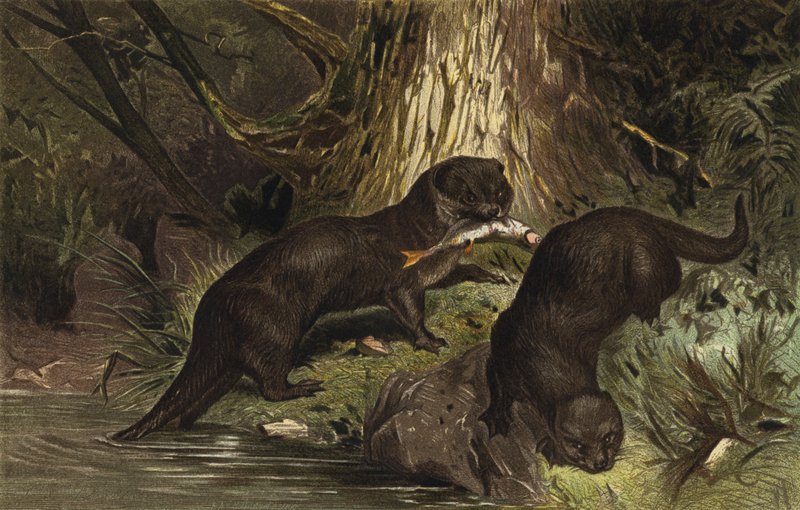Otter by European School