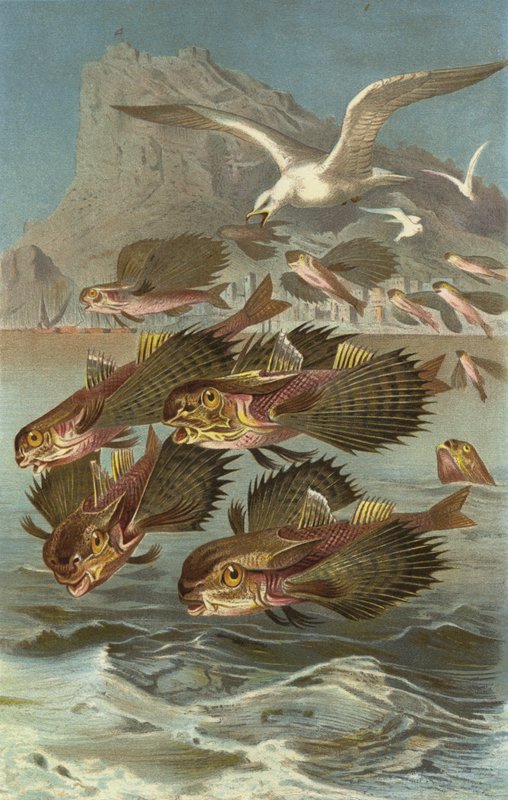 Flying Gurnard by European School