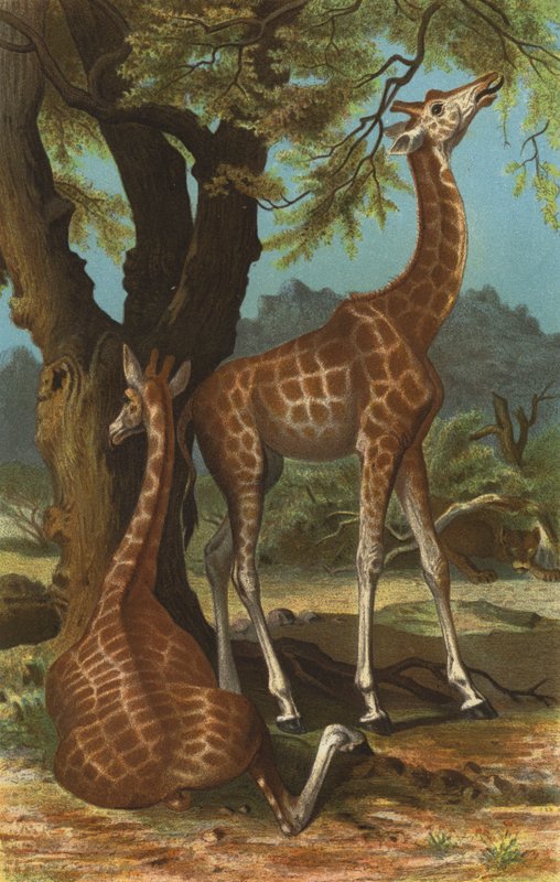 Giraffe by European School