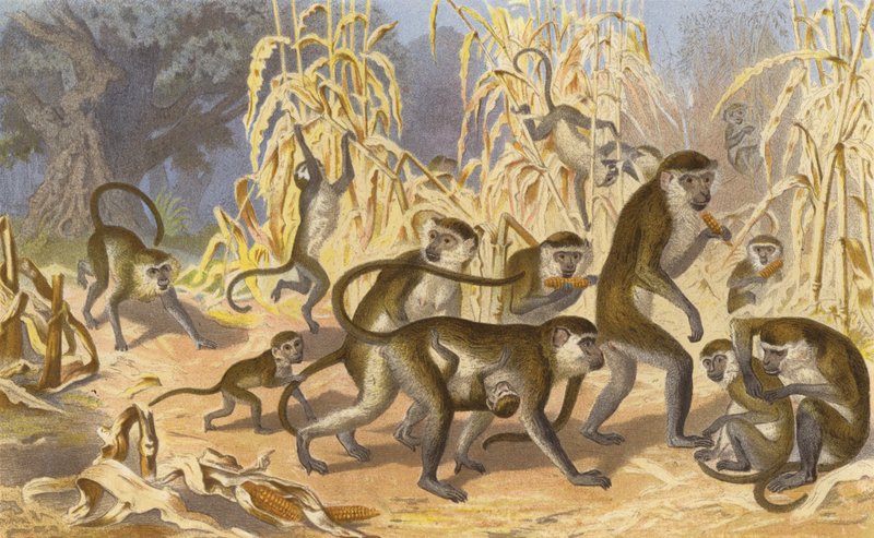 Green Monkey by European School