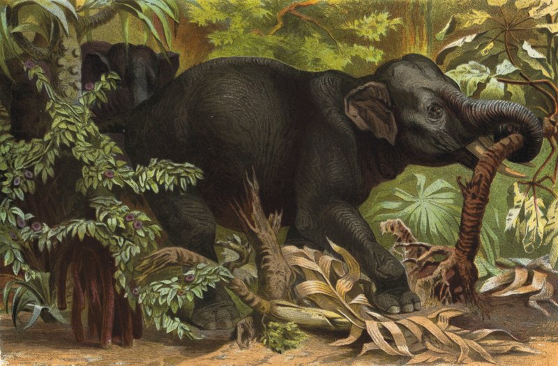 Indian Elephant by European School