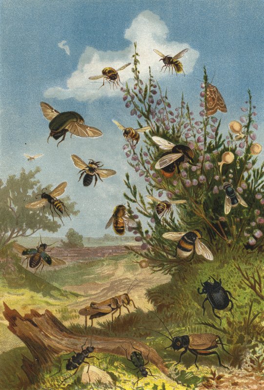 Insect Life on Heather by European School