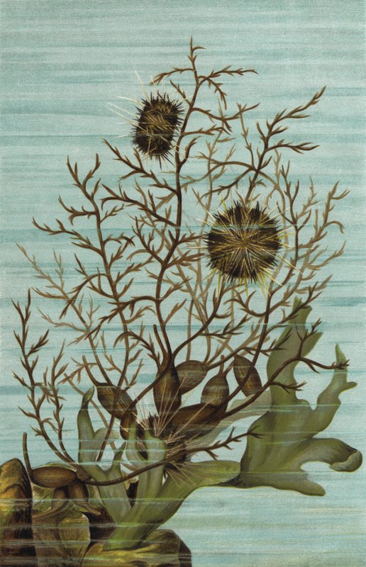 Climbing Sea Urchin by European School