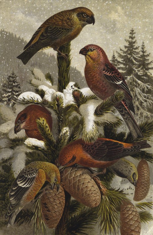 Crossbill and Pine Grosbeak by European School