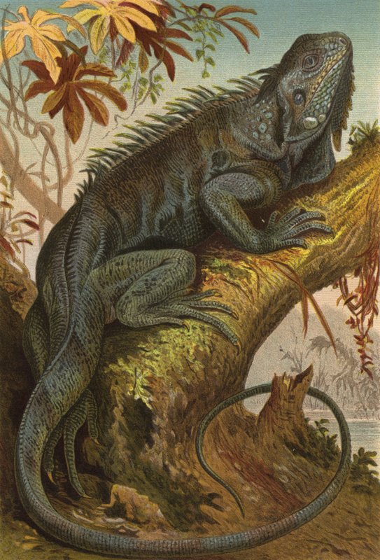 Iguana by European School