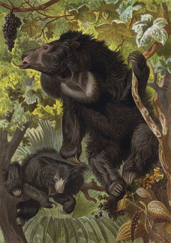 Sloth Bear by European School