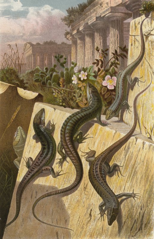 Wall Lizard by European School