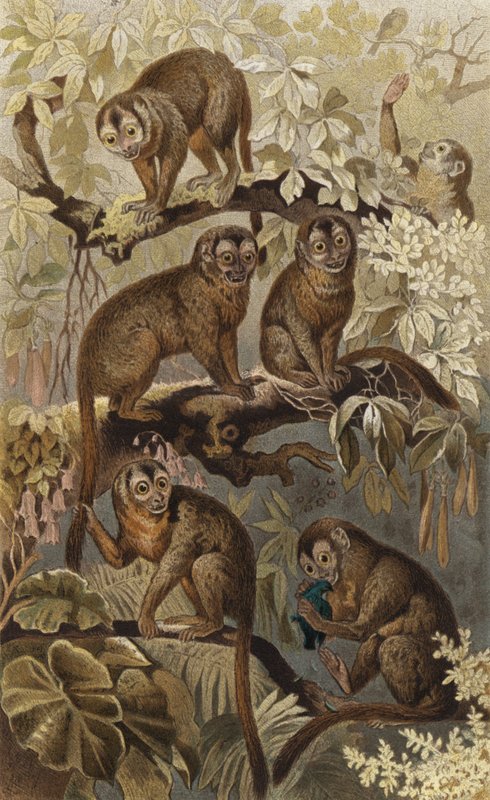 Night Monkey by European School