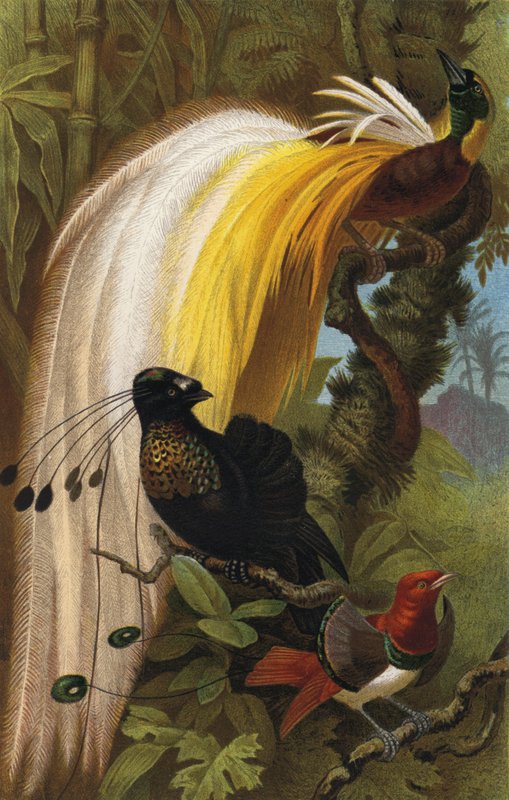 Bird of Paradise by European School