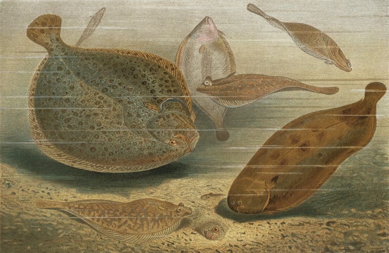 Flatfish by European School