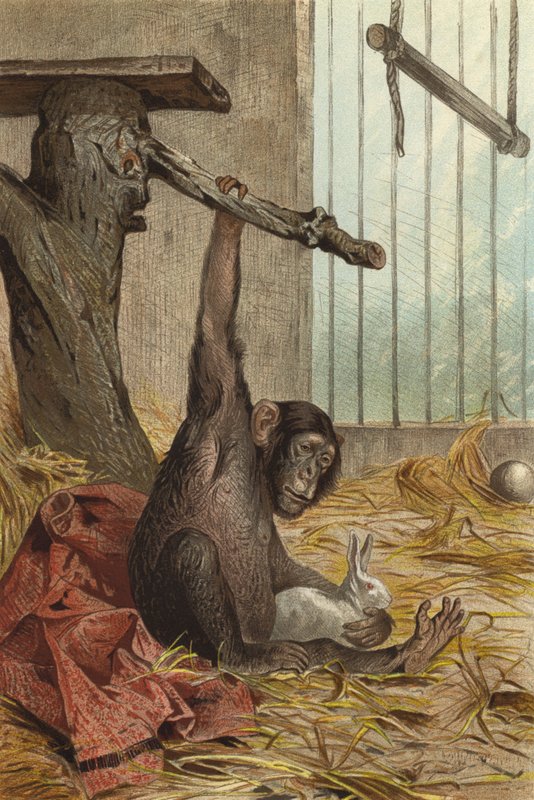 Chimpanzee by European School