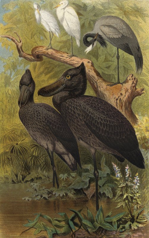Shoebill by European School
