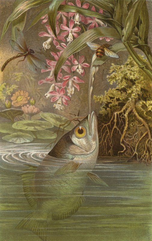 Archerfish by European School