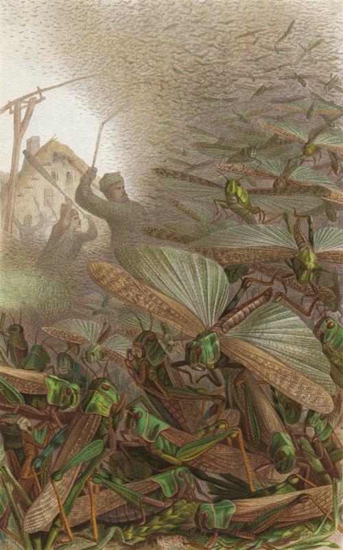 Swarm of Migratory Locusts by European School