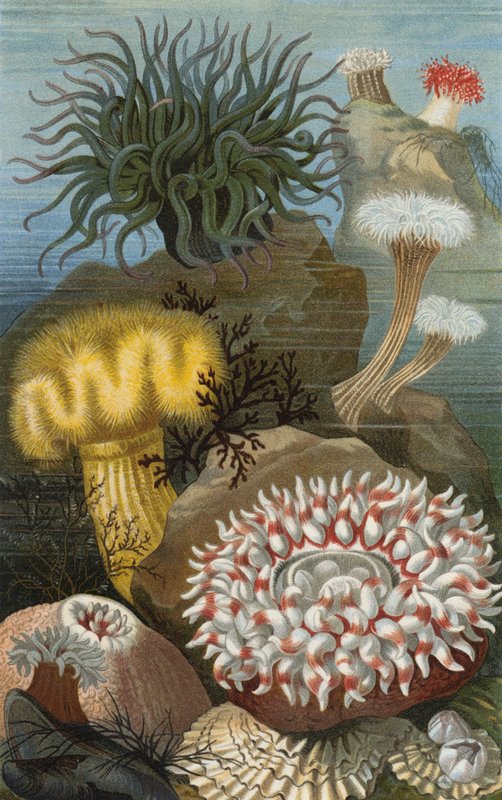 Sea Anemones by European School