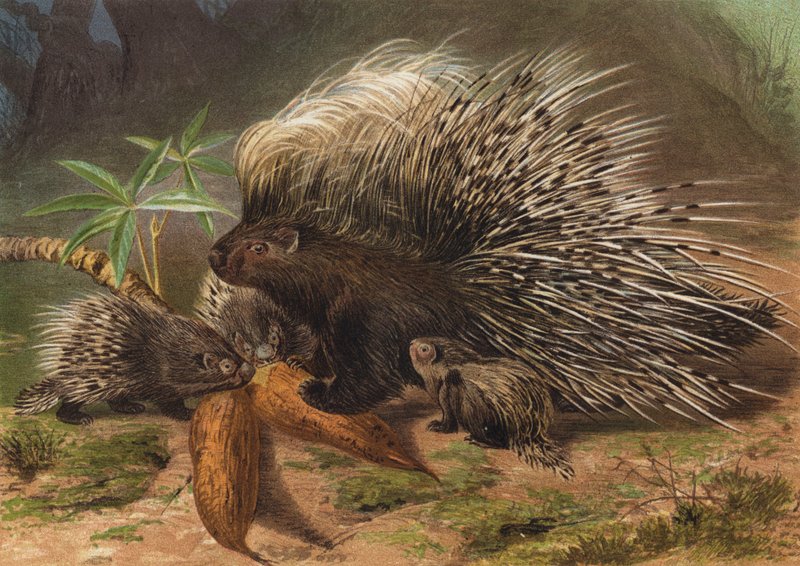 Porcupine by European School