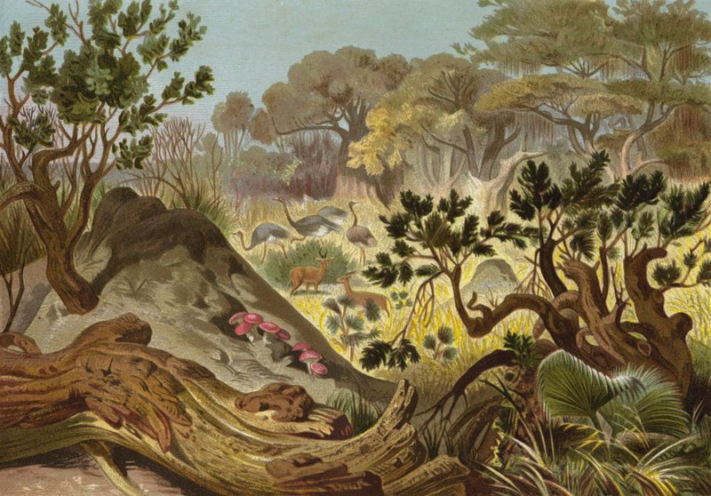 Termite Mound in Sennar by European School