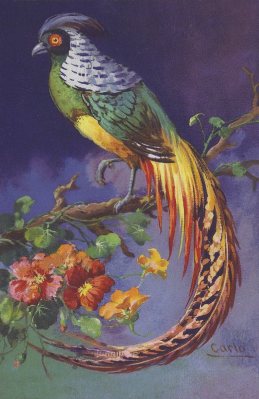 Tropical or Exotic Bird by European School