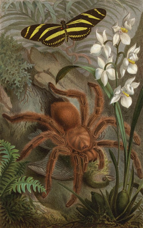Tarantula by European School